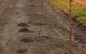Drzewka miododajne znów trafią do wszystkich gmin (3)