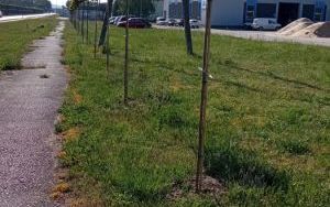 Drzewka miododajne znów trafią do wszystkich gmin (6)