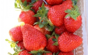 Dzień Świętokrzyskiej Truskawki (1)