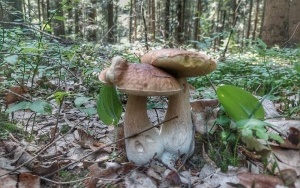 Sezon grzybowy rozpoczęty, ale grzybów brak. Paweł Kosin z Nadleśnictwa Daleszyce wyjaśnia dlaczego. (3)