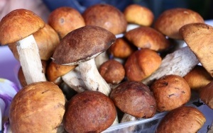 II Festiwal Smaków Babiego Lata (2)