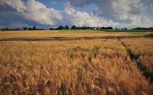 żniwa (7)