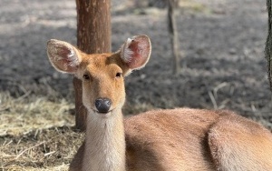ZOO Leśne Zacisze (7)