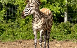 ZOO Leśne Zacisze (3)