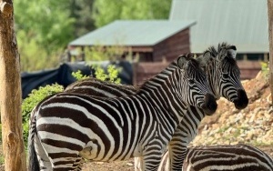 ZOO Leśne Zacisze (4)