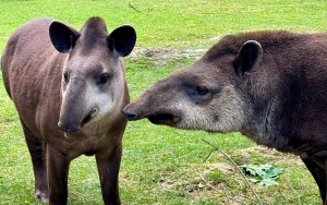 ZOO Leśne Zacisze (7)