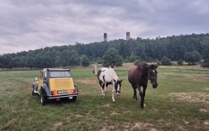 Muzeum Motoryzacji (8)