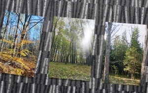 Rozstrzygnięcie konkursu „Drzewo cud natury” (2)