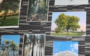 Rozstrzygnięcie konkursu „Drzewo cud natury” (3)