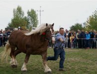 Za nami V Jarmark Koński i VI Festiwal Pierogowy