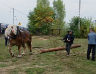 Za nami V Jarmark Koński i VI Festiwal Pierogowy