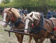 Za nami V Jarmark Koński i VI Festiwal Pierogowy